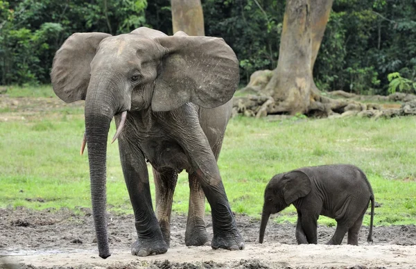 The African Forest Elephants