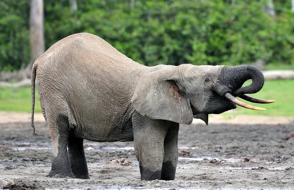 The African Forest Elephant