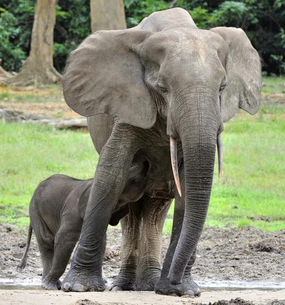 The African Forest Elephants