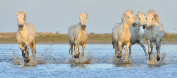 Herd of White Camargue Horses