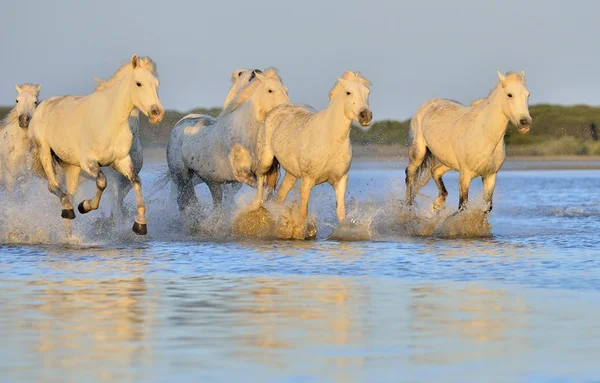 Herd of White Camargue Horses