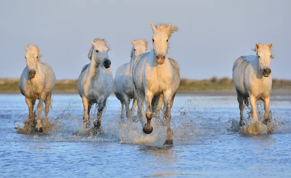 Herd of White Camargue Horses