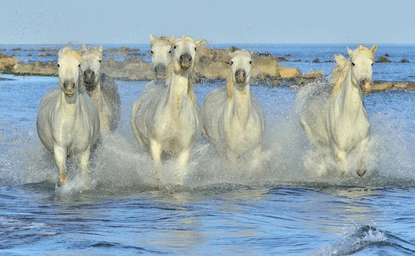 Herd of White Camargue Horses