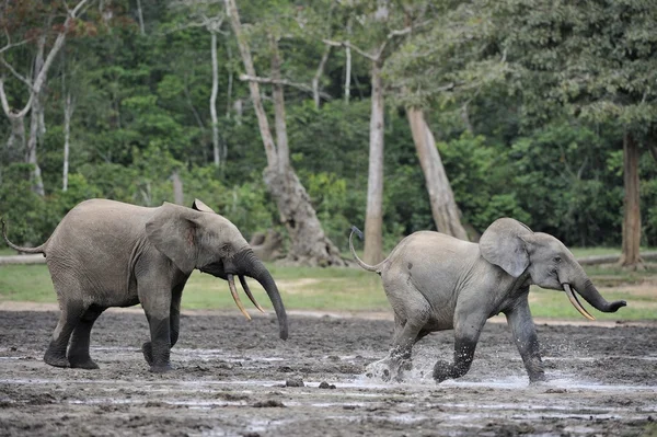 The African Forest Elephants
