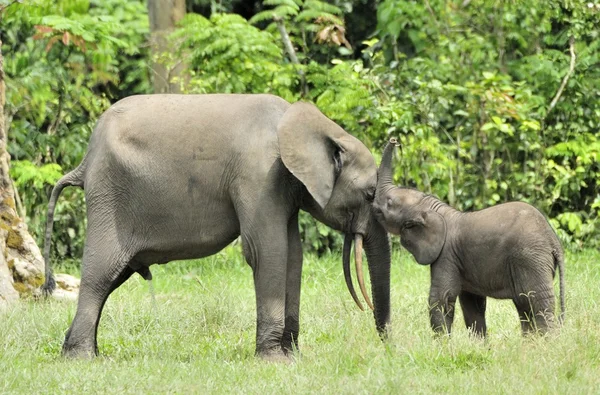 The African Forest Elephants