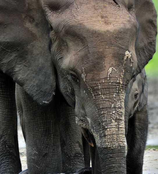 The African Forest Elephant