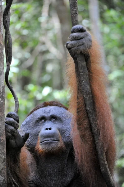 Adult male of the Dominant male orangutan