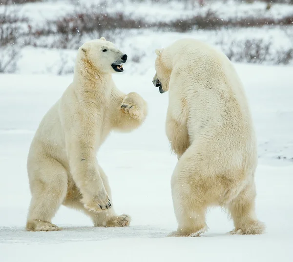 Fighting Polar bears (Ursus maritimus ) on the snow.