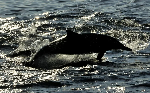 Silhouette of dolphin, swimming in the ocean