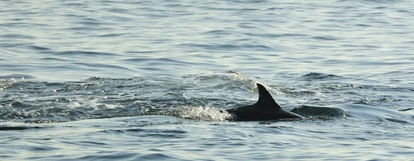 Silhouette of a back fin of a dolphin
