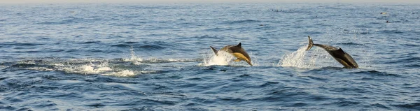 Group of dolphins, swimming in the ocean
