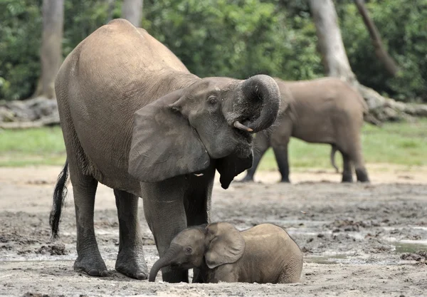 The African Forest Elephants