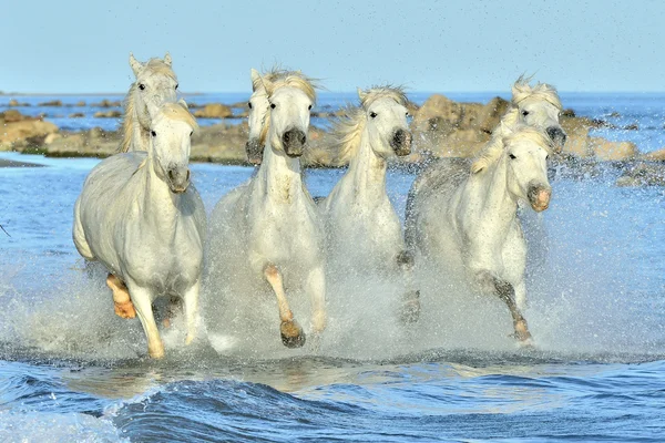 Horses running on the water .