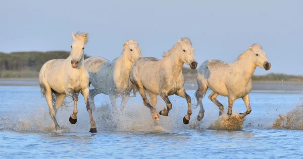 Camargue Horses running on the water .