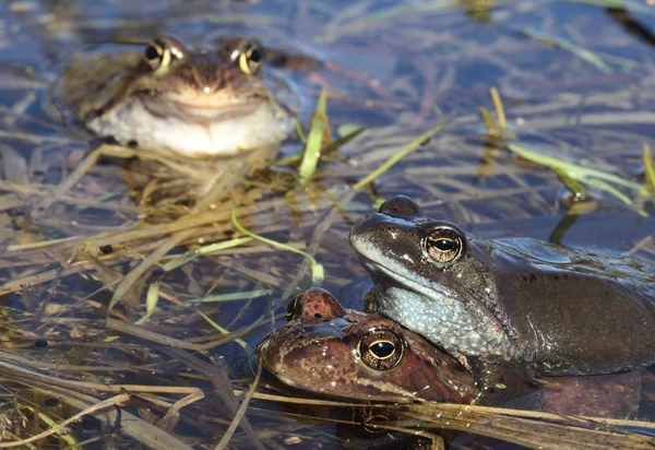 Copulation of The common frogs