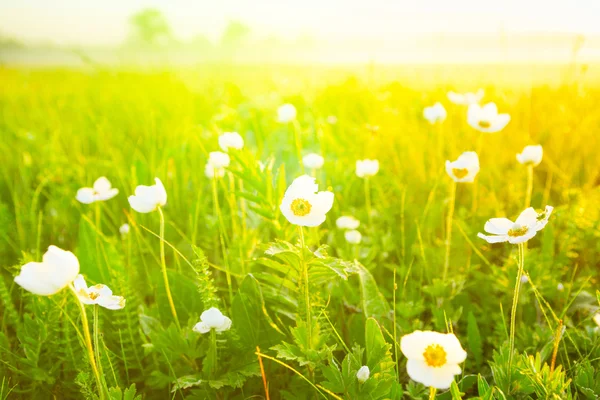 Spring summer wallpaper with green grass and white flowers