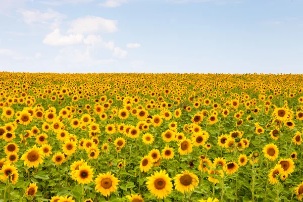 Picture of yellow sunflowers over blue sky