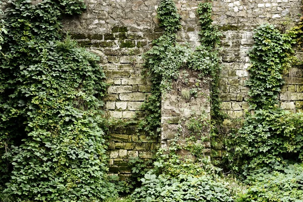 Stone wall overgrown with ivy in retro style