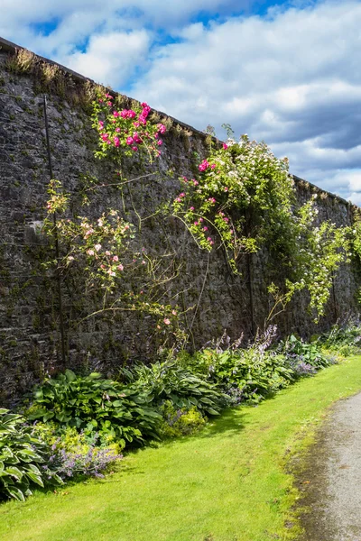 Beautiful walled garden with climbing roses
