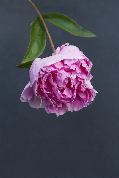 Beautiful pink peony on the charcoal background