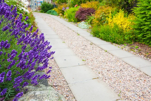 A gravel pathway between formal beds of lavender leading to an old sundial and trimmed hedges beyond. Horizontal format.