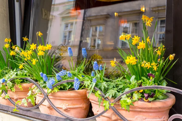 Spring flowers in the cafe window