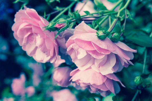 Lovely pink climbing roses