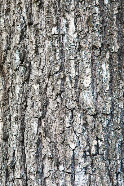 Brown tree material structure