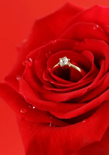 Red rose flower with a gold ring with a diamond