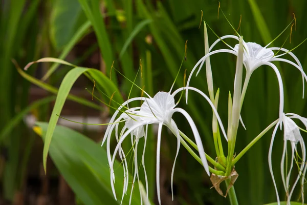 White lily flowers in a garden