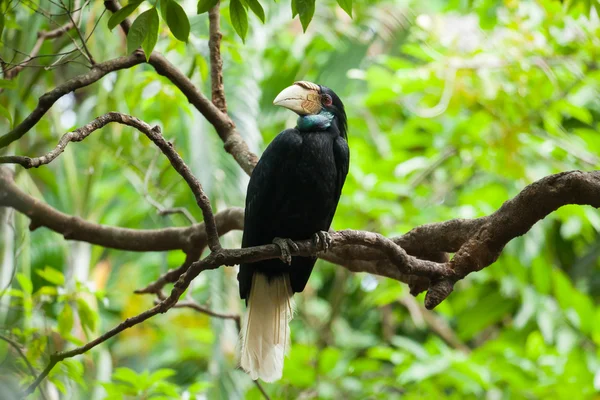 Wreathed Hornbill (Bar-pouched) bird on tree usually fine in Tha
