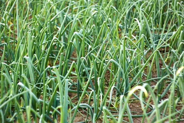 Green onion plants in soil