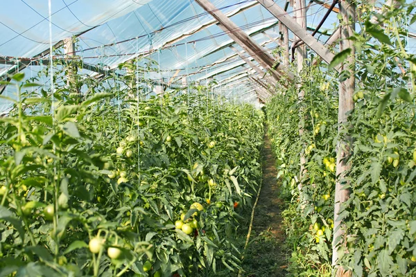 Film greenhouse with ripening tomatoes