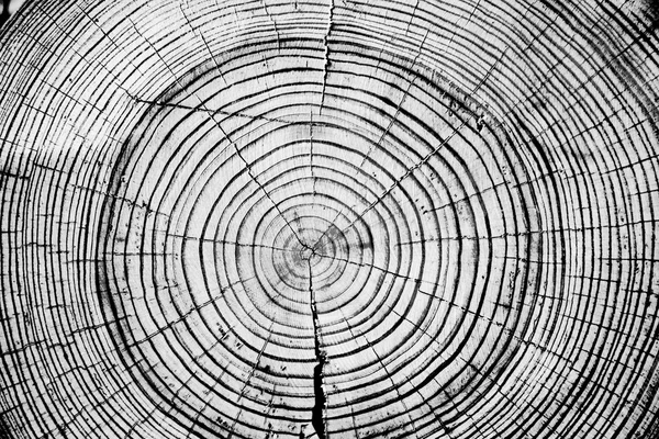 Tree rings saw cut tree trunk background.