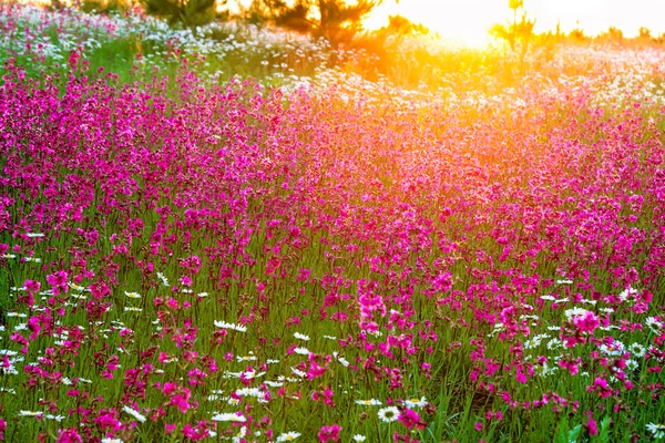 Summer  landscape with  flowers on a meadow and  sunset