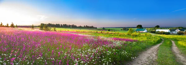 Summer rural landscape panorama with a blossoming meadow