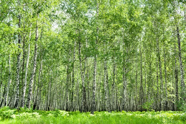 Summer landscape with the birch forest