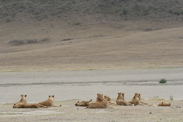 Lion group wild dangerous mammal africa savannah Kenya