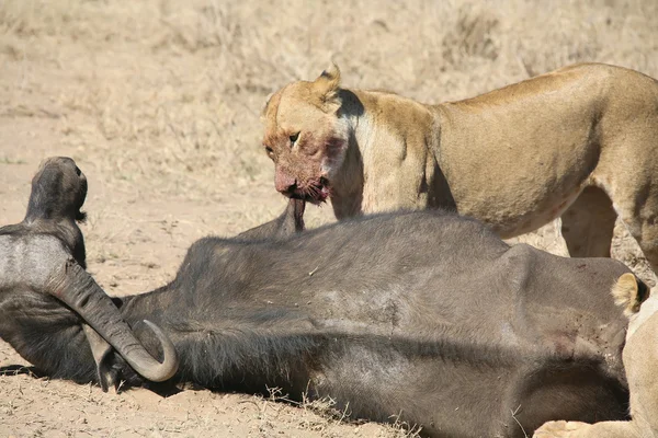Lion in blood after hunting and elefant wild dangerous mammal africa savannah Kenya