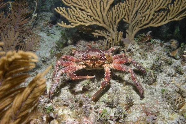 Cuba coral life underwater