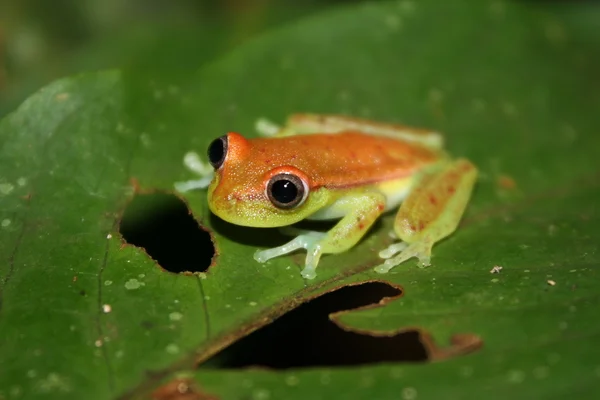 Frog tropical reptile amasonia jungles animal