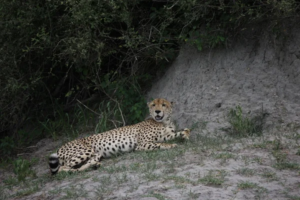 Cheetah Botswana Africa savannah wild animal picture;