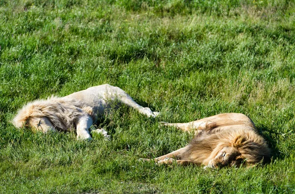 Two lions, ordinary and white, lying on the grass