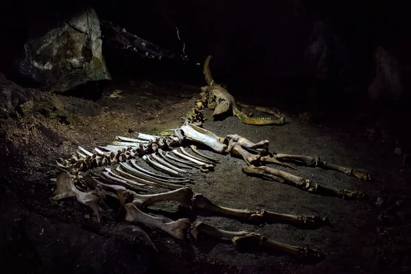 The skeleton of a prehistoric animal in the karst cave