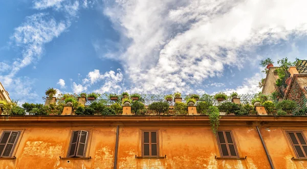 Flowers on the roof of an old house in the center of Rome