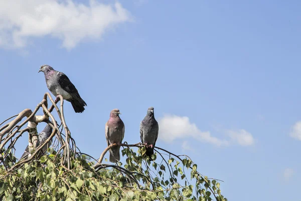 The group of blue rock pigeons sits on a branch