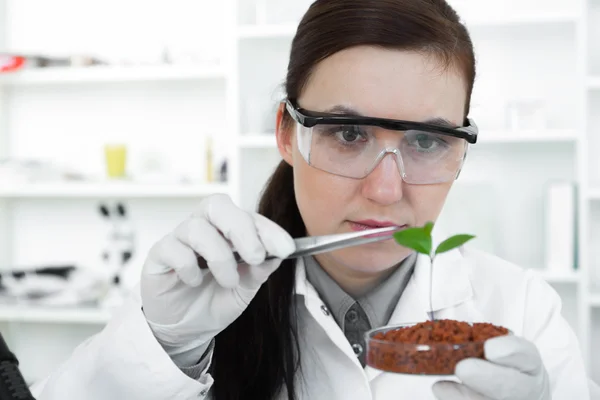 Study of genetic modified GMO plants in the laboratory.