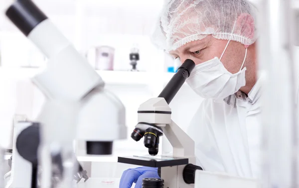 Laboratory assistant in the laboratory of of food quality.Cell culture assay to test genetically modified seed