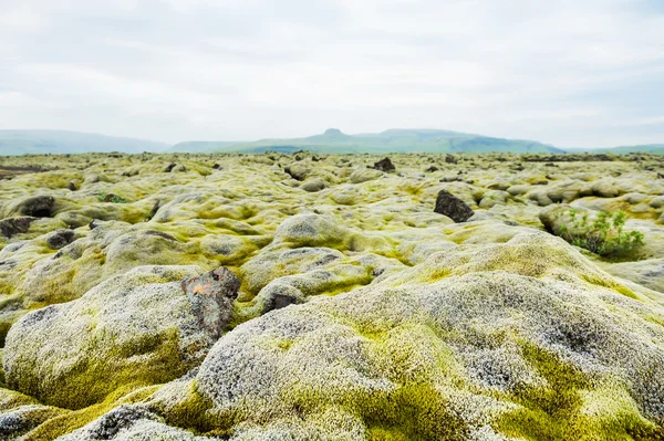 Volcanic lava fields with green moss in Iceland