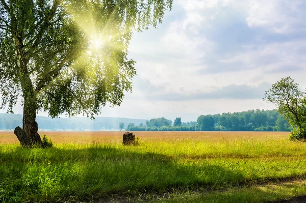 Beautiful big birch tree in a meadow with sunny beams